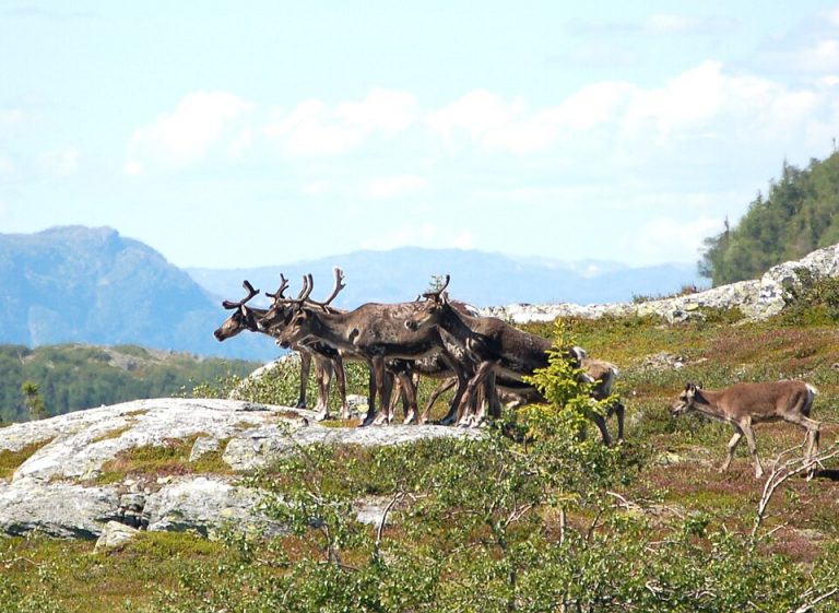 Reindeer 1, Salmon 0: Glacier’s land-based plan runs into hooved opposition