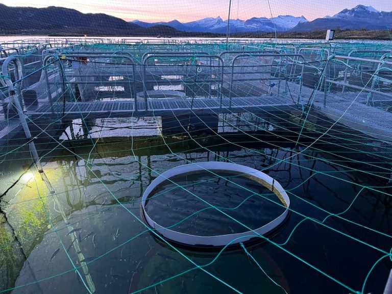 Scientists aim to refine light regimes for salmon welfare and growth