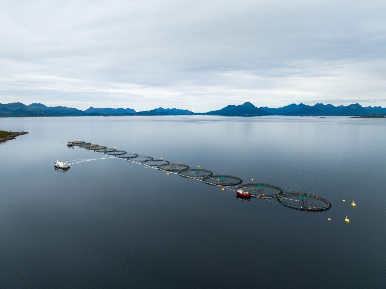 1.9 million fish to be culled at Nordlaks site: ‘We must take action’