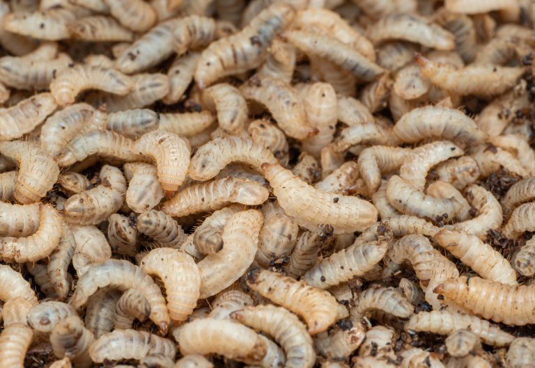 MYGroup partners with Beta Bugs to secure BSF egg supply