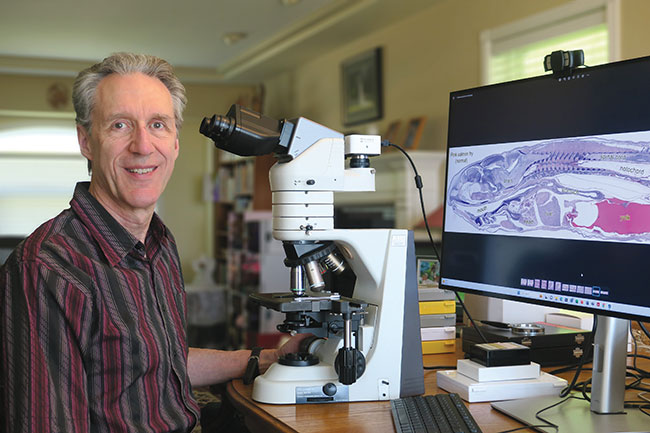 ‘More abundant than at any time since 1900’: Scientist disputes Discovery Islands rationale