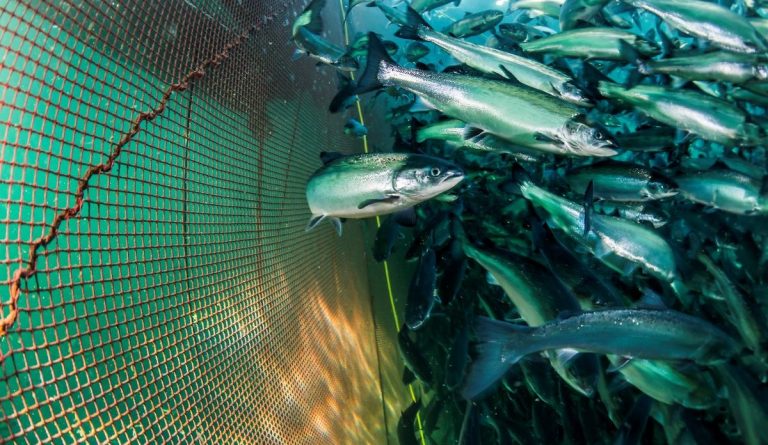 Why some sterile salmon stay healthy—and others don’t