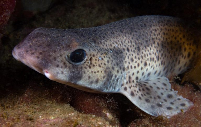 Loch Hourn biodiversity ‘teeming’, says independent marine consultant