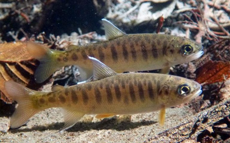 High stakes: Cannabis money to fund $3.9m salmon restoration in California