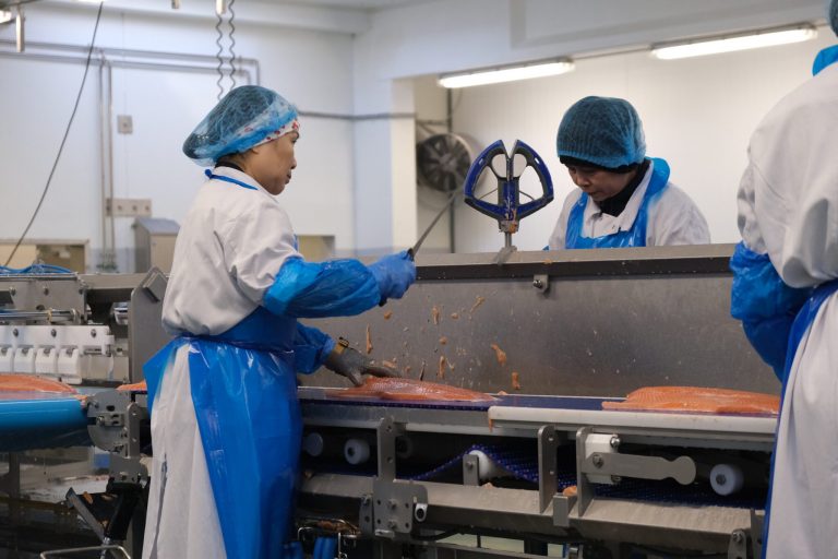Lice-linked harvesting keeps Norwegian salmon volumes elevated