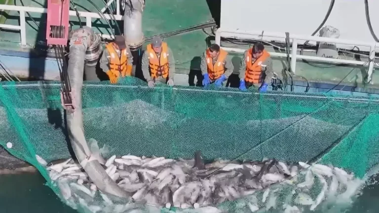 Xinjiang farms target 12,000 tonnes annual output of trout