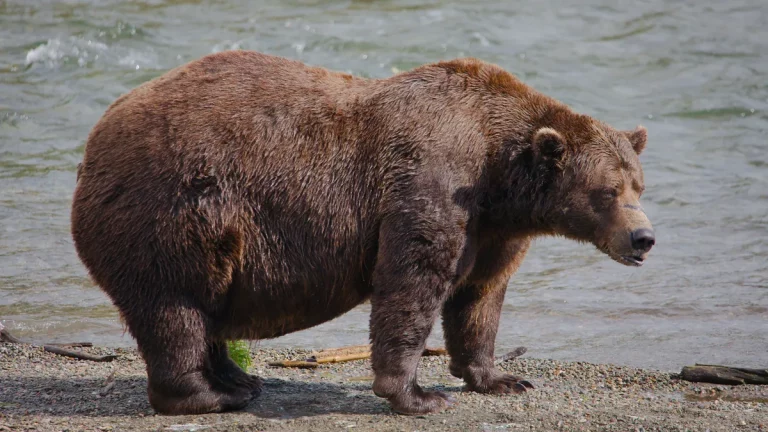 Alaska’s fattest bears hit peak spherical status as salmon eating contest begins