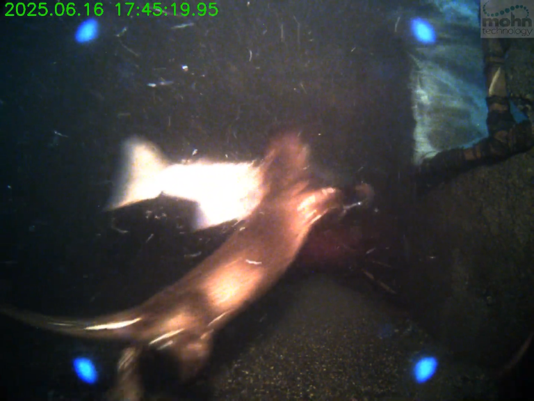 Watch: Researchers test deterrents as otters prey on red-listed salmon