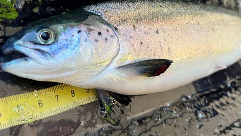 Warm-water rearing gives salmon a lasting growth edge in seawater trials