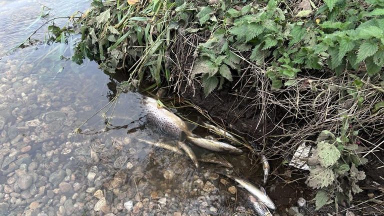 Environmental probe launched after mass fish deaths in Northern Ireland river