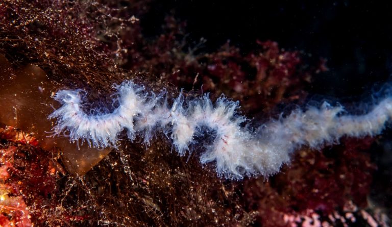 Deadly jellyfish that killed three million salmon resurfaces