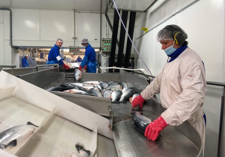 High growth pushes large-fish prices down