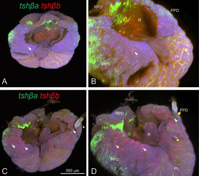 salmon-use-pituitary-g
