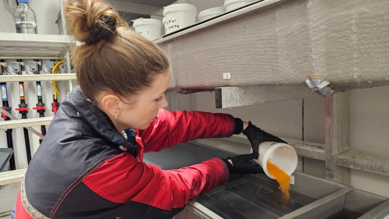 Surrogate farmed salmon tested as tool to boost wild stocks