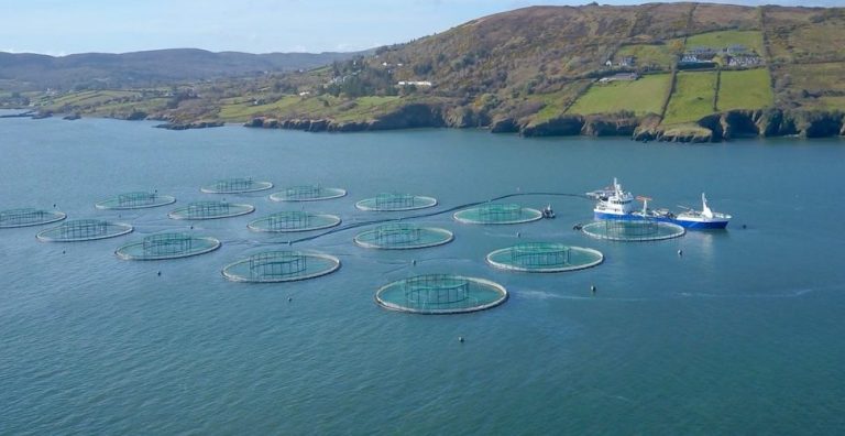 Govt under pressure to secure interim deal as US bans Irish farmed salmon