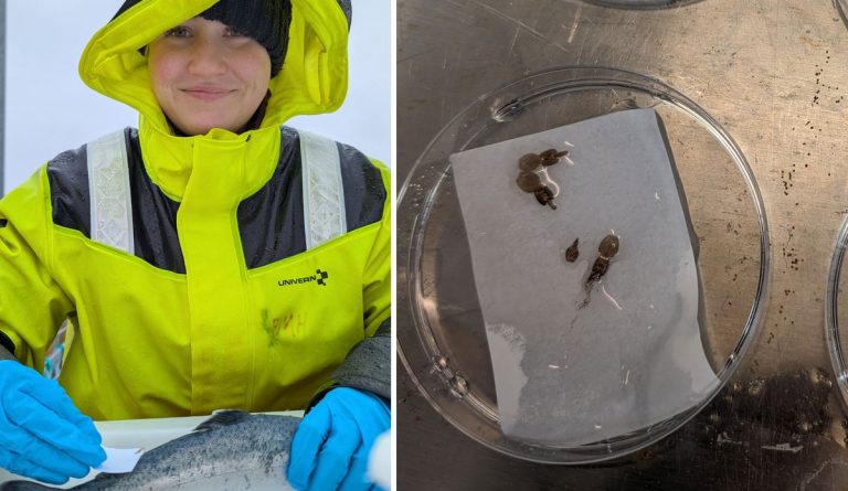 Study signals potential evolution of resistance to depth-based lice control