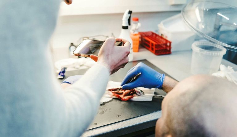 Study links wild sea trout to potential spread of lethal salmon parasite