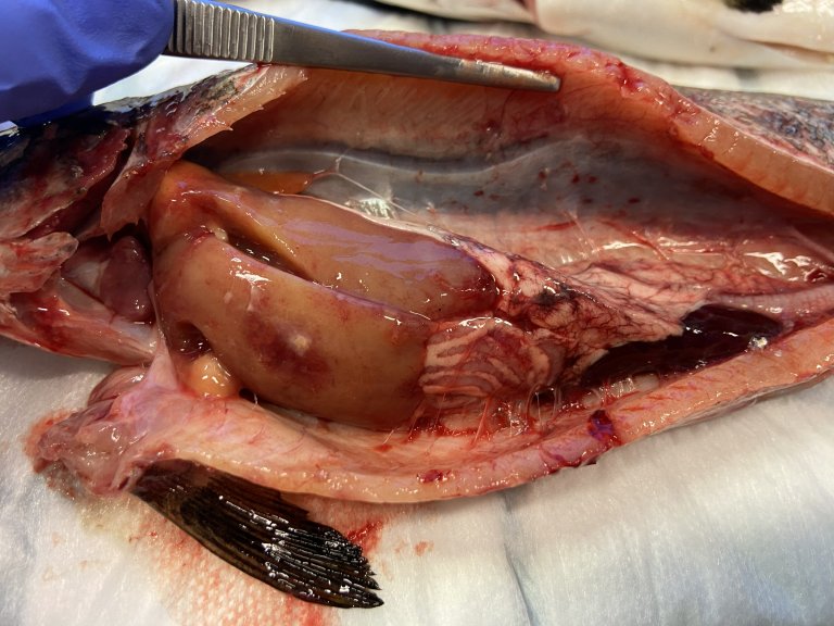 Chilean salmon nightmare comes north: Researchers race to contain it in Norway