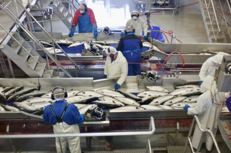 Holiday bottlenecks send salmon prices climbing across Europe