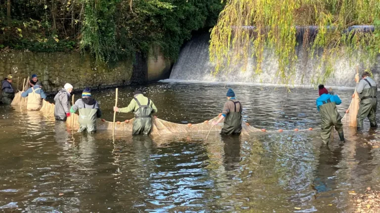 Salmon now ‘functionally extinct’ in this English river