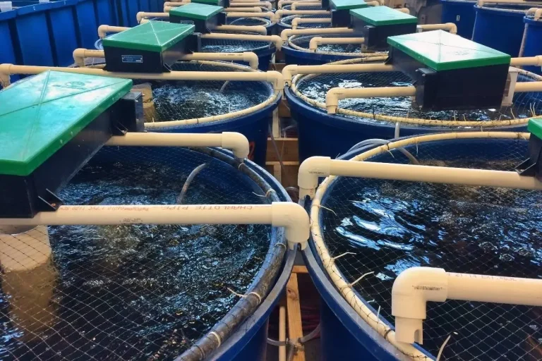 Vancouver Island First Nation evaluates RAS salmon farming proposal