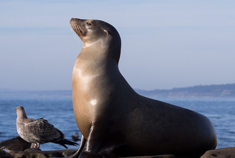 Politicians turn on sea lions as predators blamed for salmon collapse