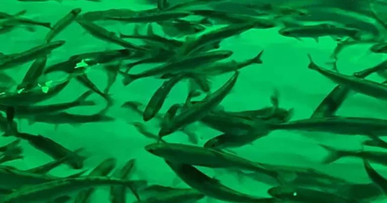 Land-based salmon farming advances in Fukushima recovery zone