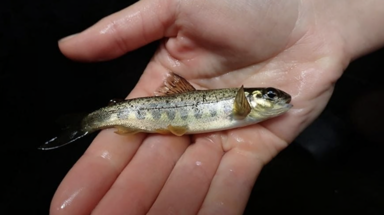 Spawning success recorded on River Teign after 11 years of habitat work