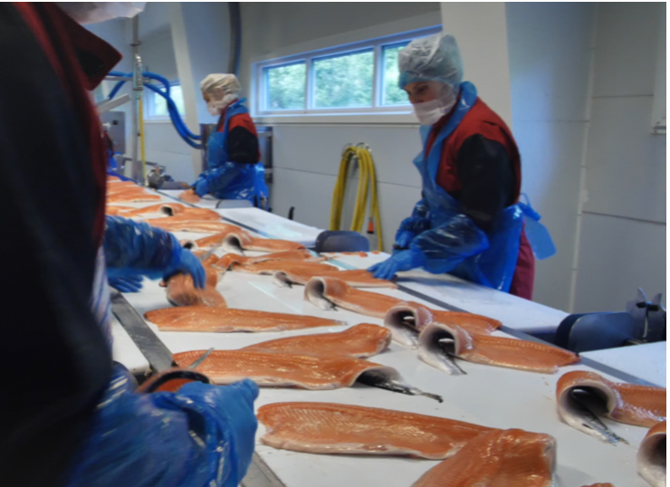 Traders warn there is ‘no quick fix’ as salmon price slump deepens