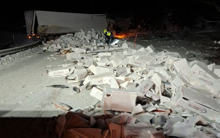 Salmon trailer jack-knifes on bend dumping 19 tonnes of fish across road