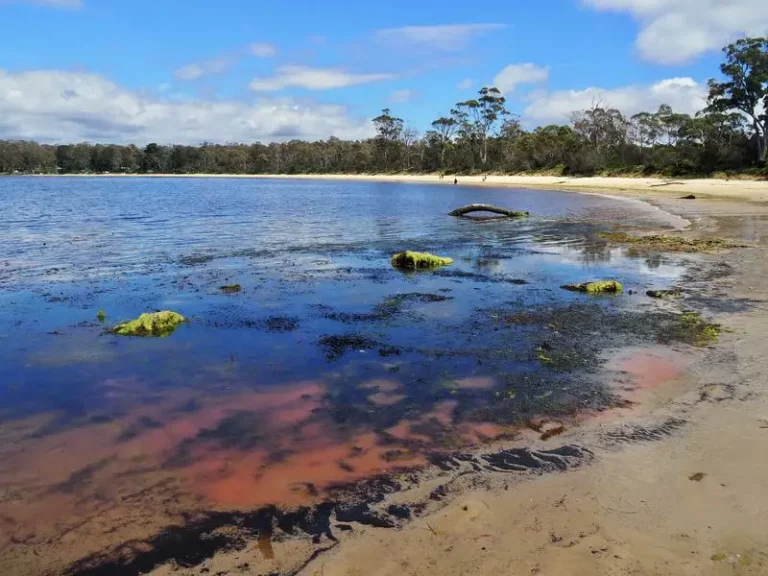 Pink slime drama ends as testing clears salmon industry
