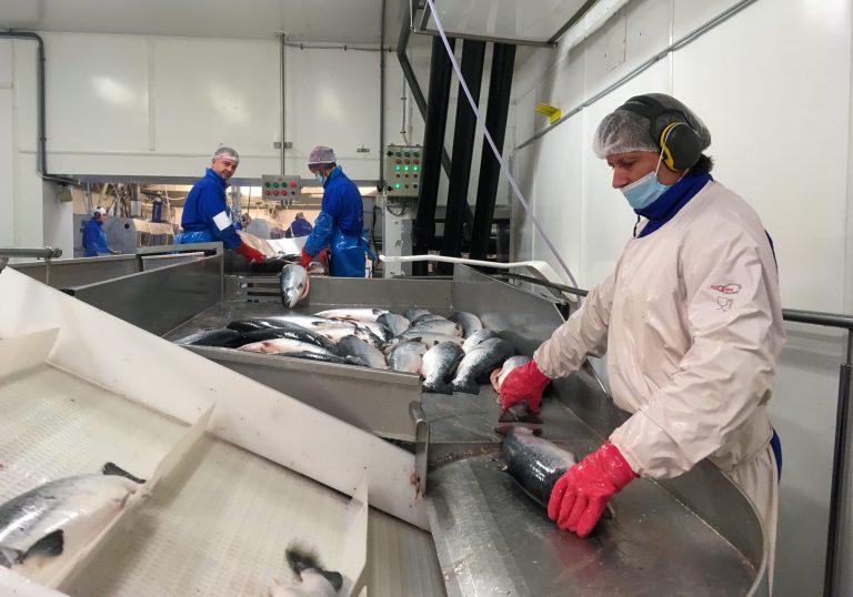 Salmon price fails to lift as heavy harvest volumes flood market