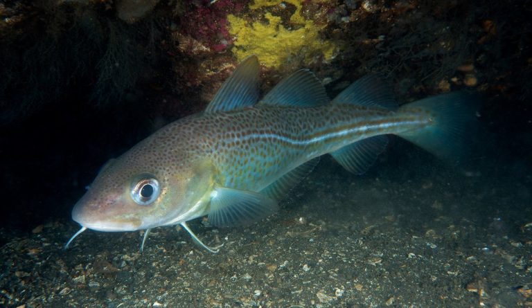 Scientists size up salmon farms’ impact on coastal cod
