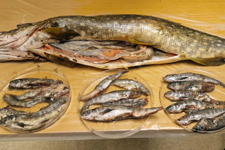 Norway: researchers say pike eating at least 250,000 smolt a year in Tana River