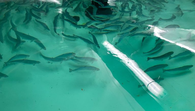 Cflow expands in Chile with modular RAS play for smolt sector