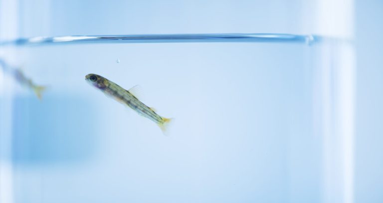 Cermaq: FHF-funded project to study biosafety in large RAS post-smolt facilities