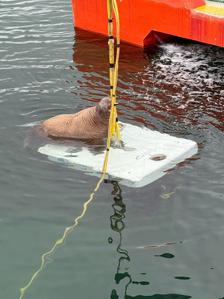 Walrus commandeers ROV during aquaculture test