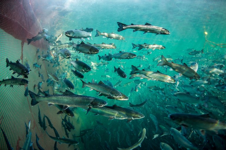 New fish health report flags climate-driven challenges for salmon producers
