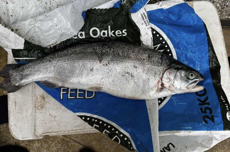 Natural Resources Wales: trout caught in Menai Strait may be farm escapees
