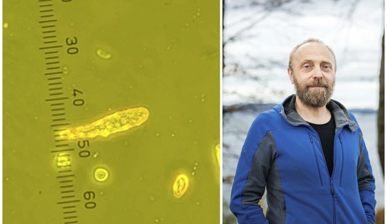 Algae: bloom spreads into PO3 as HI raises risk assessment