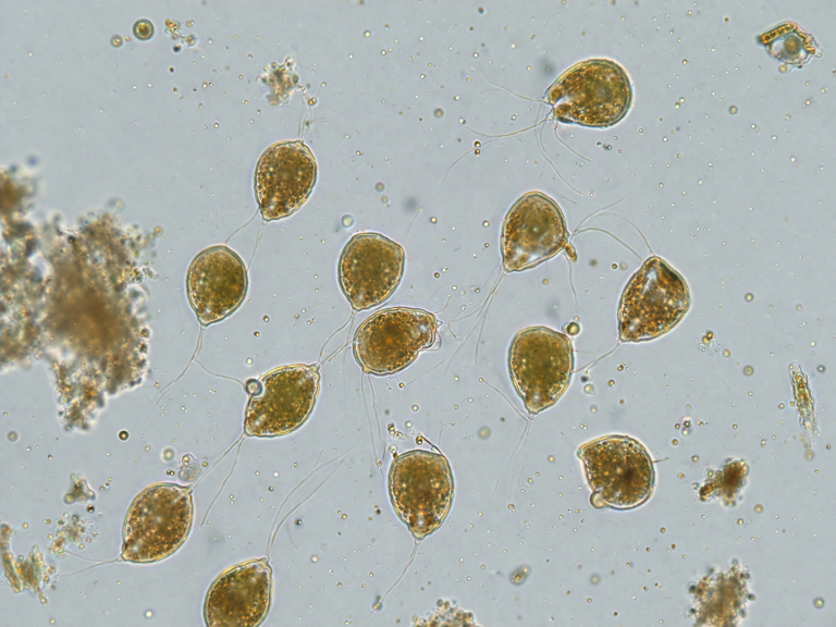 HI: Algae bloom continues in parts of PO1, PO2 and PO3