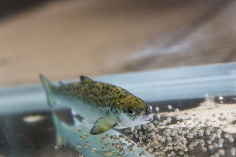 Nofima claims ‘triple win’ from new zinc delivery method for salmon feed