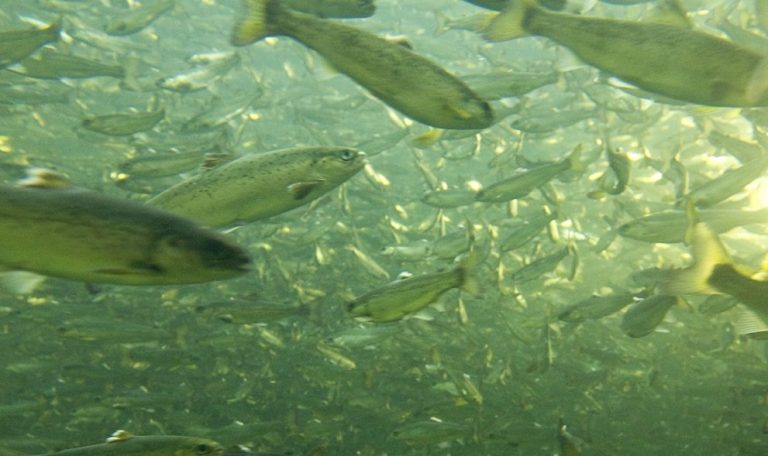 Salmon health: low-dose antibiotics may worsen SRS control