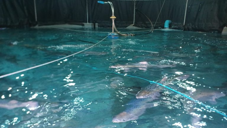 Ace Aquatec: AI biomass cameras used to collect long-term fish growth data