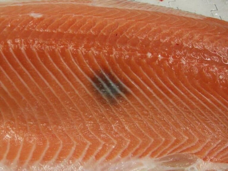 Study: salmon melanosis linked to internal biology, not handling