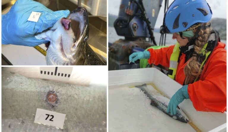 IMR: handling intensity drives wound outbreaks in salmon farms