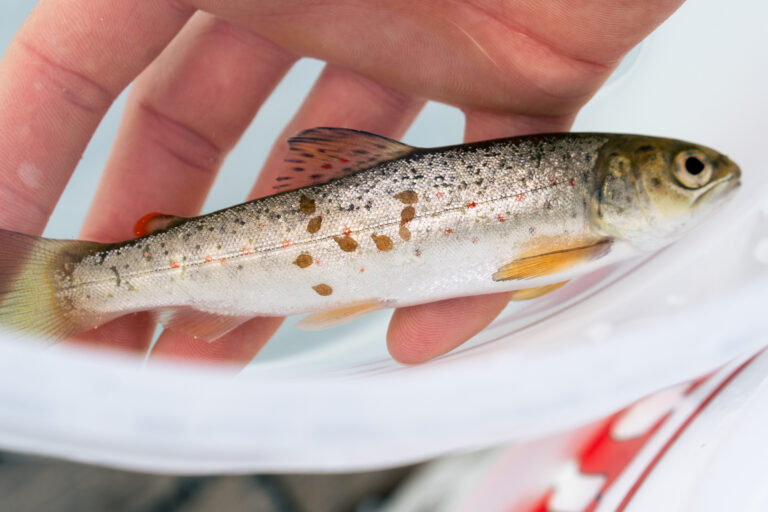 Climate change: biological risks set to intensify for salmon farmers