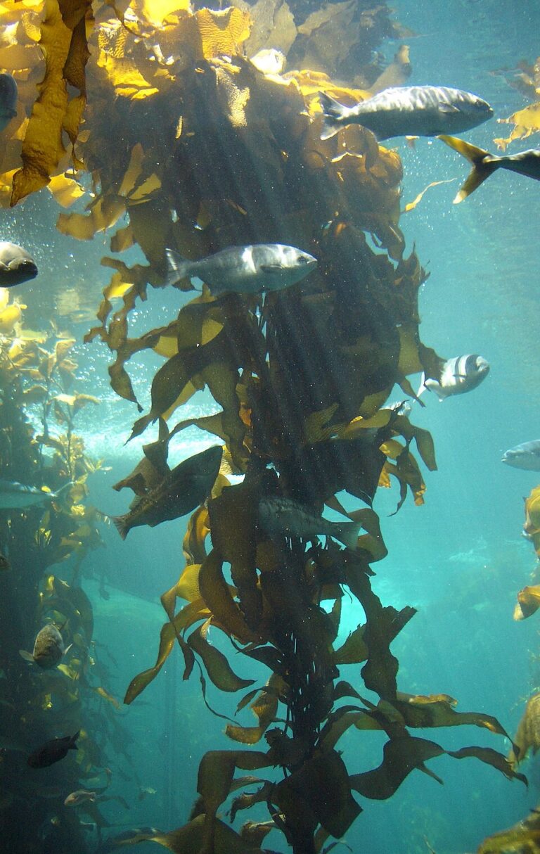 Study: finds direct nutrient transfer from salmon to kelp in Bantry Bay trial