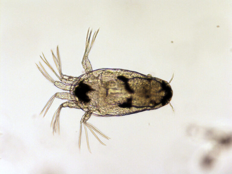 Research: AI model outperforms biologists in detecting salmon lice larvae