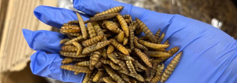 Nord University: study points to insect meal and algae oil as alternatives in feed